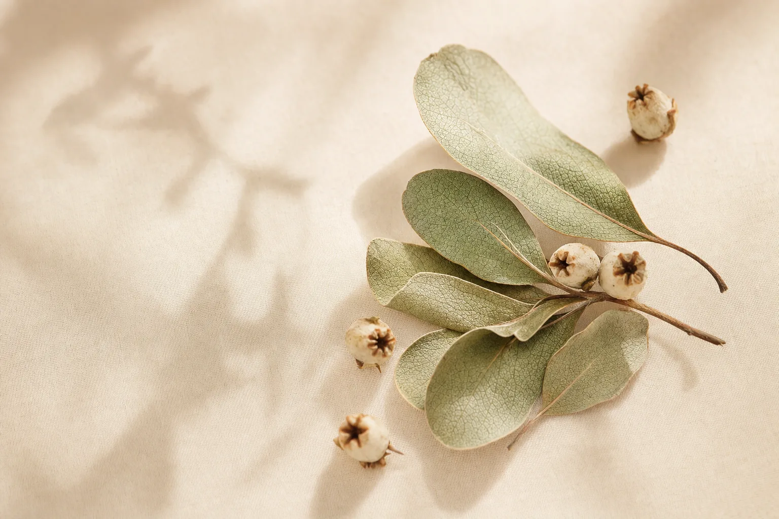 Dried sage-green botanical leaves and small berries arranged on a warm cream ceramic surface, editorial macro still-life photography representing the plant-derived brightening ingredient arbutin
